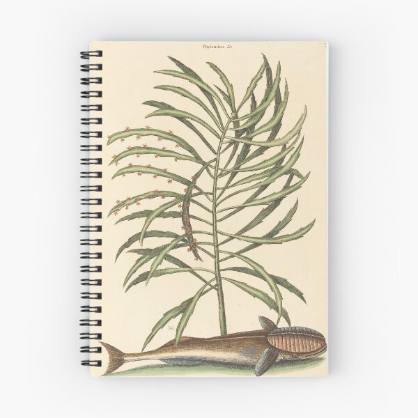 Item preview, The Sucking Fish (Echeneis naucratis) by Mark Catesby designed and sold by Natural History Prints.