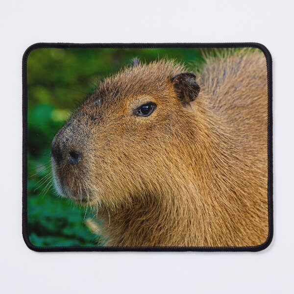 Item preview, Capybara deep in thought designed and sold by Dalyndigital Photography.