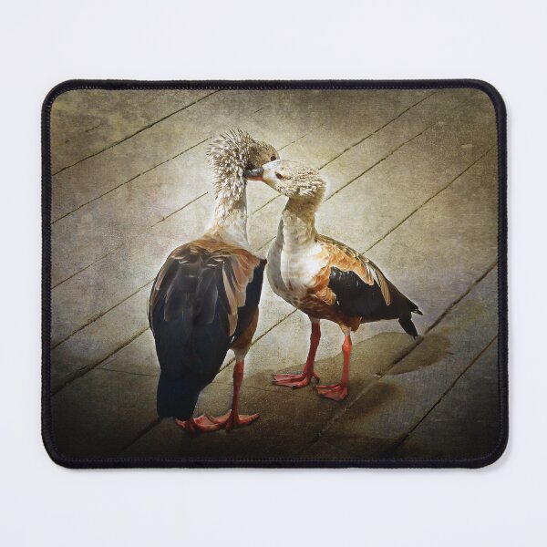 Item preview, Fowl Play Nuzzling Geese designed and sold by KbytesOfJax Outdoor and Nature.