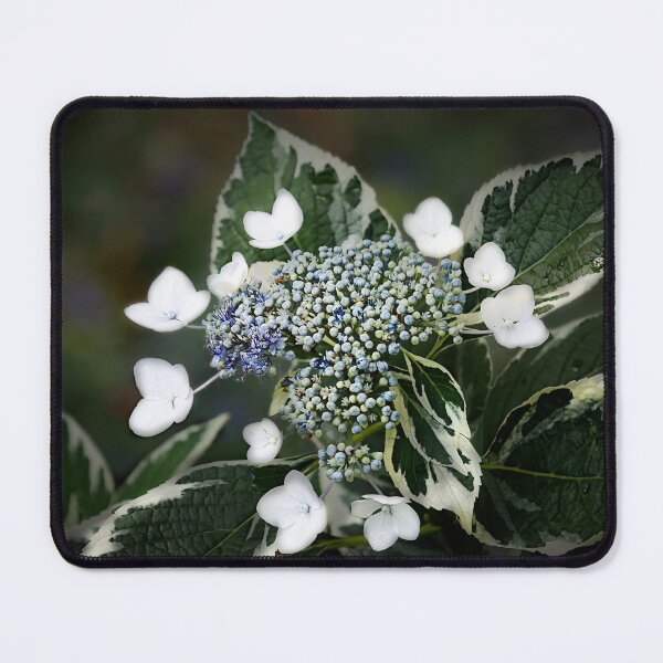 Item preview, Grannies Lace Hydrangea on Soft Summer Background designed and sold by KbytesOfJax Outdoor and Nature.