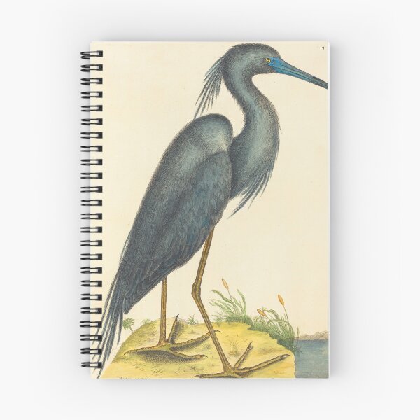 Item preview, Blue Heron by Mark Catesby, 18th Century designed and sold by Natural History Prints.