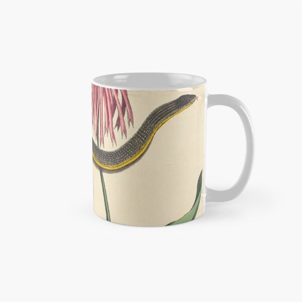 Item preview, Glass Snake by Mark Catesby, 18th Century designed and sold by Natural History Prints.