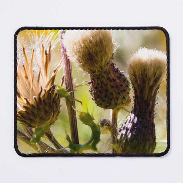 Item preview, Scotch thistle in the fall designed and sold by CanadianWild418.