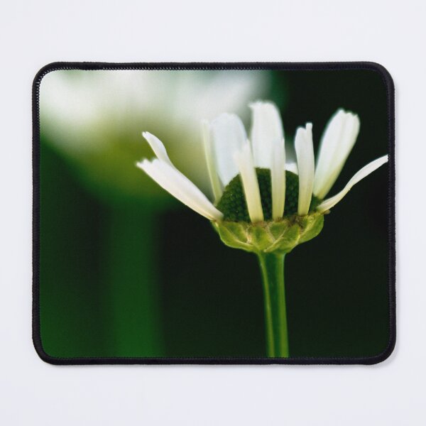 Item preview, Bloom shadowed designed and sold by CanadianWild418.