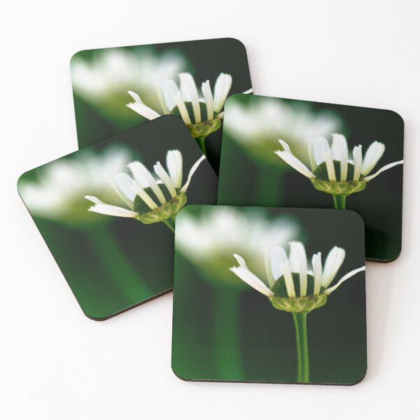Item preview, Bloom shadowed designed and sold by CanadianWild418.