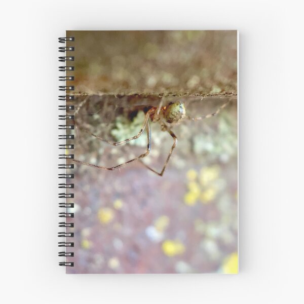 Item preview, Hanging Orchard Spider designed and sold by Porosenok.
