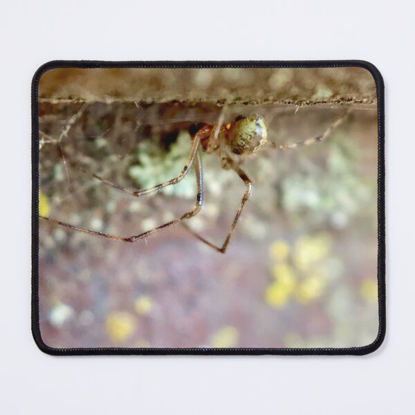 Item preview, Hanging Orchard Spider designed and sold by Porosenok.