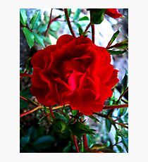 Wild rose Photographic Print