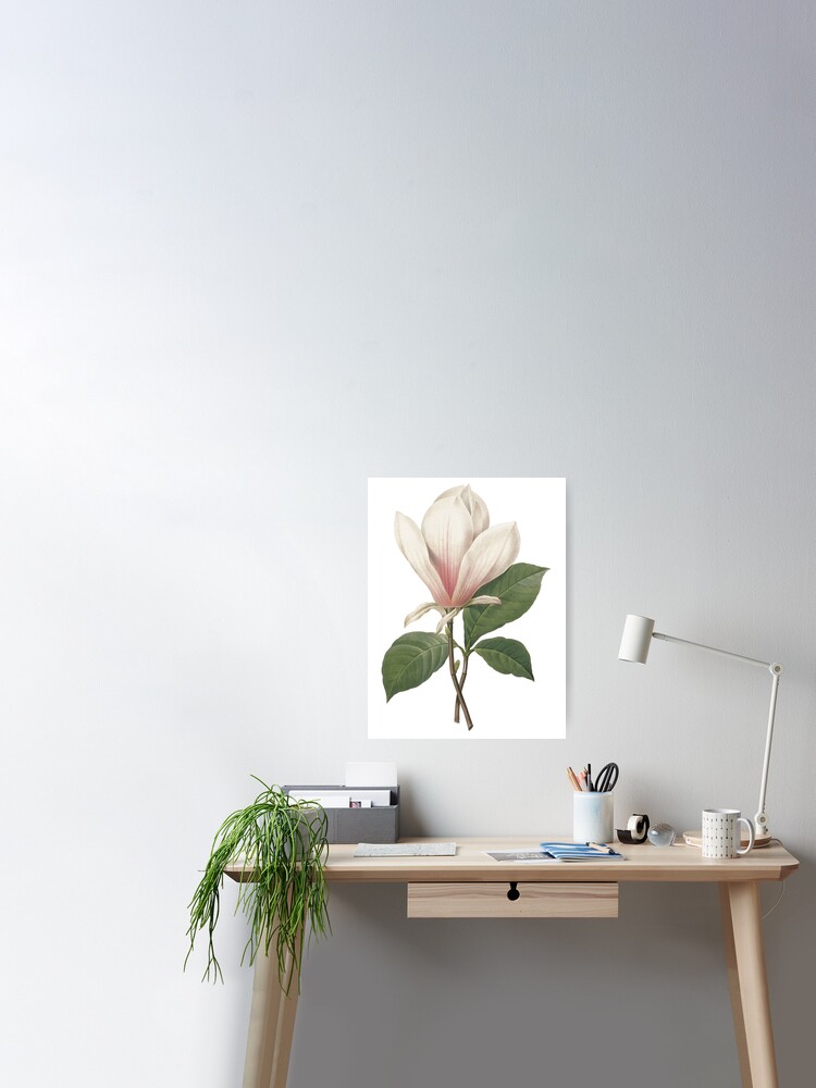 Poster magnolia flower with Old antique vintage paper background