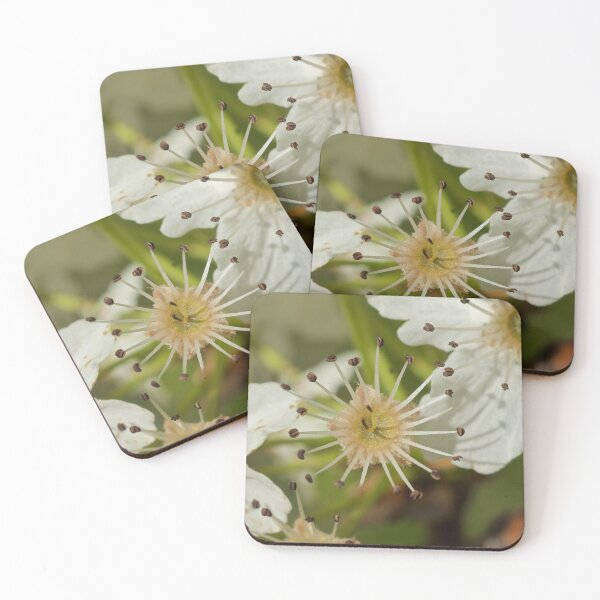 Item preview, Spring has Sprung designed and sold by D-GaP.