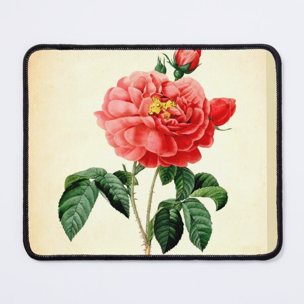 Item preview, Vintage botanical art, red rose flower. Redoute designed and sold by naturematters.