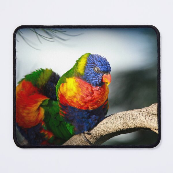 Item preview, Rainbow Lorikeets designed and sold by margotk.