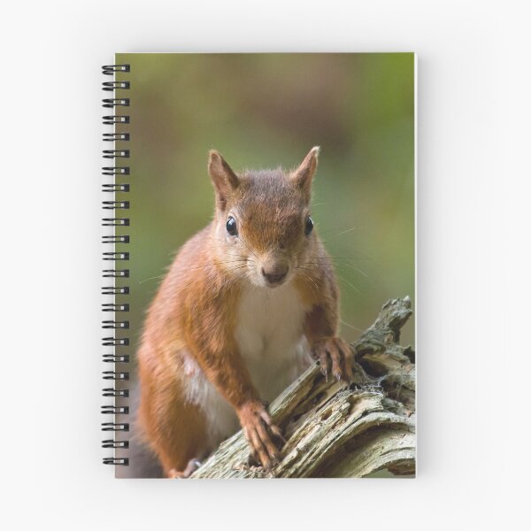 Item preview, Red Squirrel on Old Tree designed and sold by Sue Robinson.