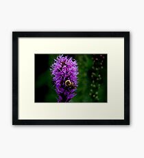 Bee-utiful flower Framed Print