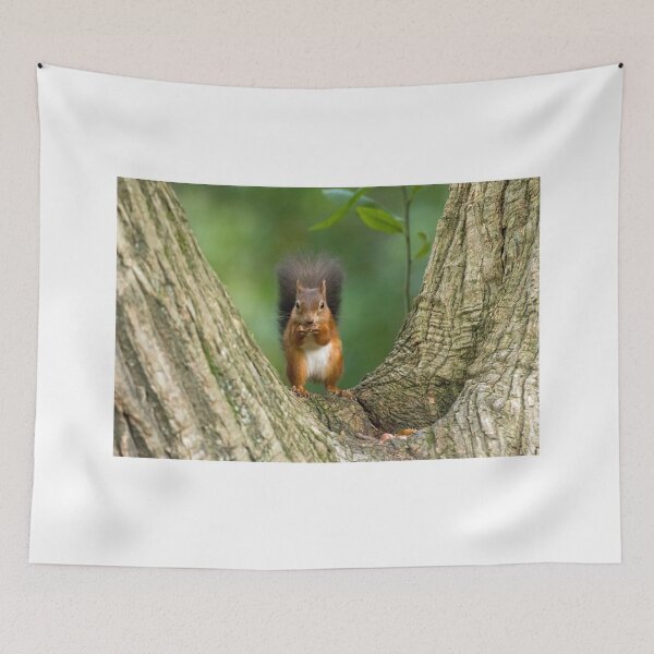 Item preview, Red Squirrel in Tree designed and sold by Sue Robinson.