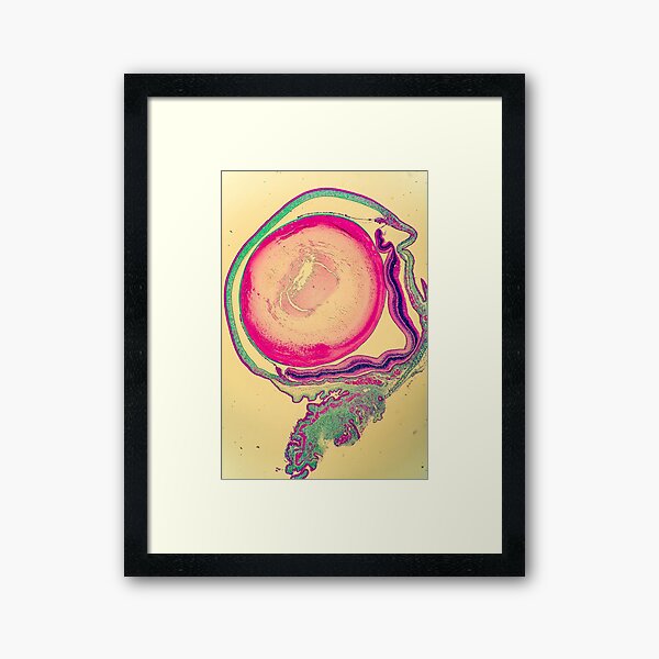 The Eye of the Beholder Framed Art Print