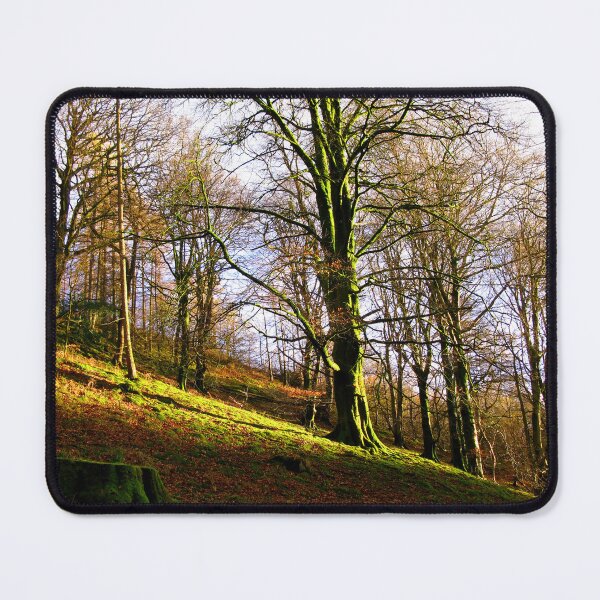 Item preview, Sunlit Trees - Tarn Hows, Cumbria. designed and sold by Marilyn Harris.