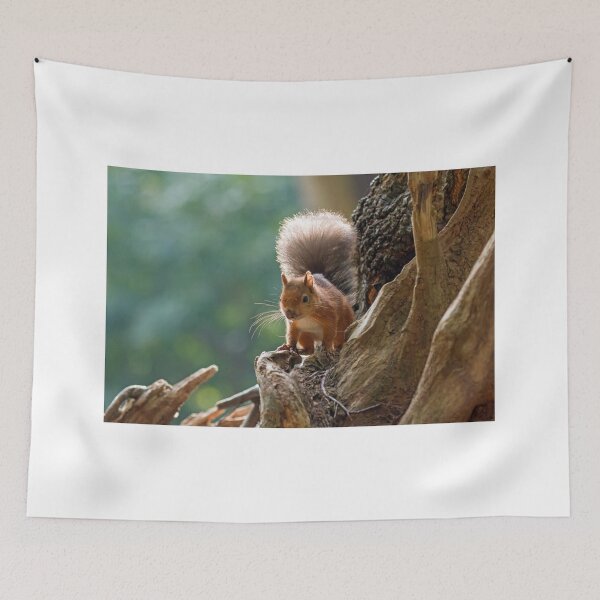 Item preview, Red Squirrel Backlit designed and sold by Sue Robinson.