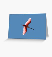 ROSEATE SPOONBILL Greeting Card