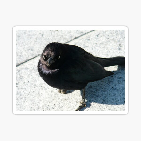 Funeral Genius Blackbird Sticker