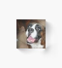 Arwen -Boxer Dogs Series- Acrylic Block