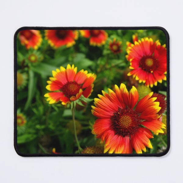 Item preview, Still Blooming - Indian Blanket Flowers designed and sold by Marilyn Harris.