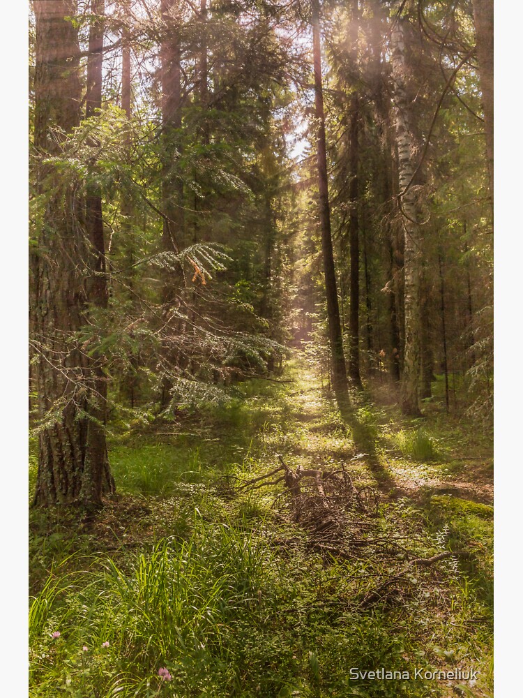 Summer forest by SvetlanaKorneli