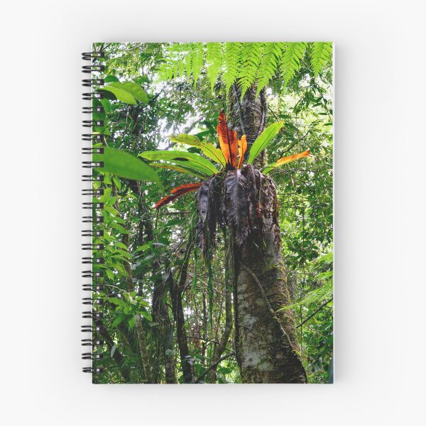 Item preview, Birds Nest Fern designed and sold by LP-Images.
