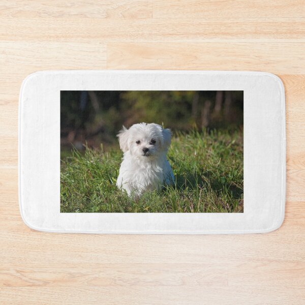 Item preview, White long coated dog designed and sold by TheWondrousShop.