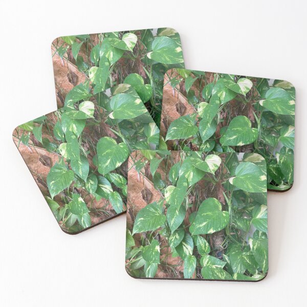 Item preview, Chinese Money Plant - Pilea Peperomioides designed and sold by Capture  Room.