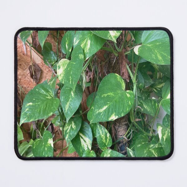 Item preview, Chinese Money Plant - Pilea Peperomioides designed and sold by Capture  Room.
