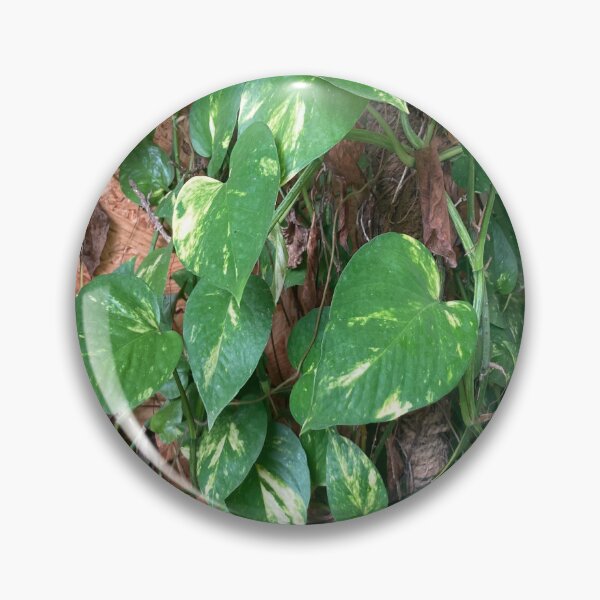 Item preview, Chinese Money Plant - Pilea Peperomioides designed and sold by Capture  Room.