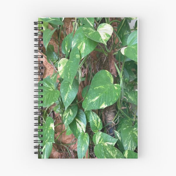 Item preview, Chinese Money Plant - Pilea Peperomioides designed and sold by Capture  Room.