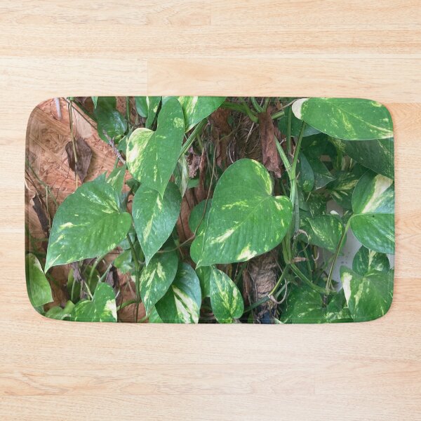 Item preview, Chinese Money Plant - Pilea Peperomioides designed and sold by Capture  Room.