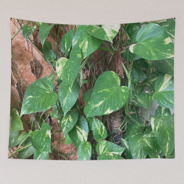 Item preview, Chinese Money Plant - Pilea Peperomioides designed and sold by Capture  Room.