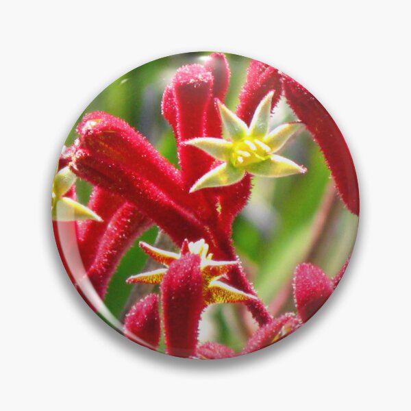 Item preview, Red Kangaroo Paw - Australian Native designed and sold by Marilyn Harris.