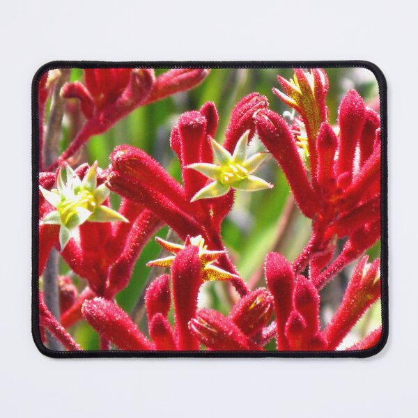 Item preview, Red Kangaroo Paw - Australian Native designed and sold by Marilyn Harris.
