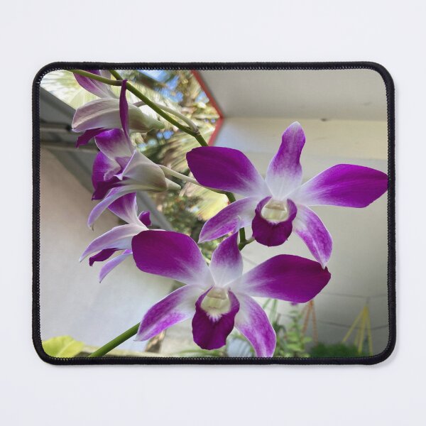 Item preview, Cooktown Orchid - Dendrobium bigibbum designed and sold by Capture Room.