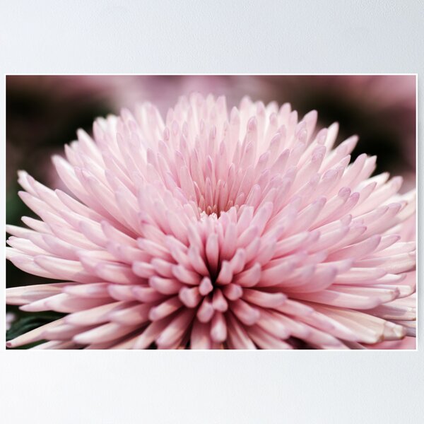 Item preview, Chrysanthemum  designed and sold by Alison Cornford-Matheson.