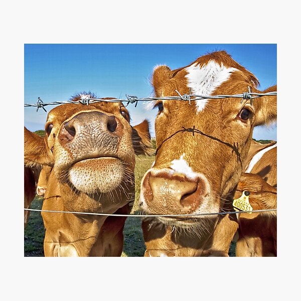 Poddy Calves Photographic Print