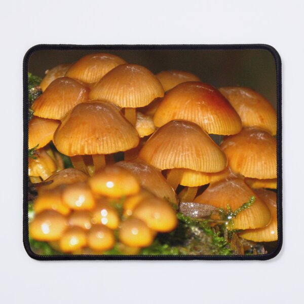 Item preview, Honey Glazed Fungi - St Columba Falls, Tasmania. designed and sold by Marilyn Harris.