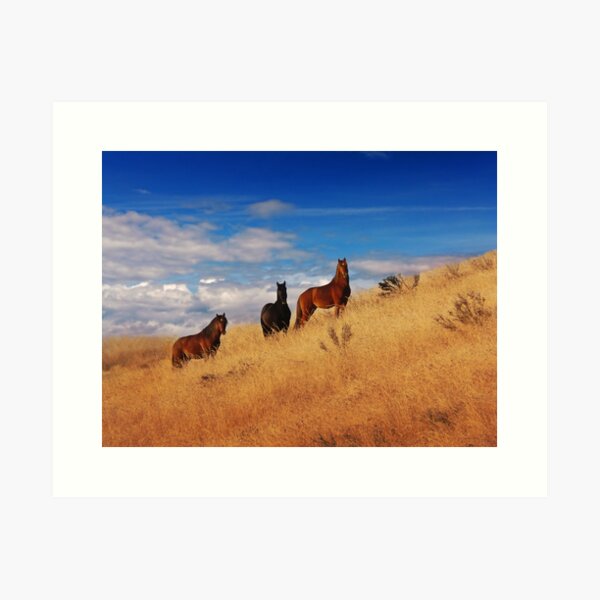 Item preview, Brumbies designed and sold by Raquel O'Neill.