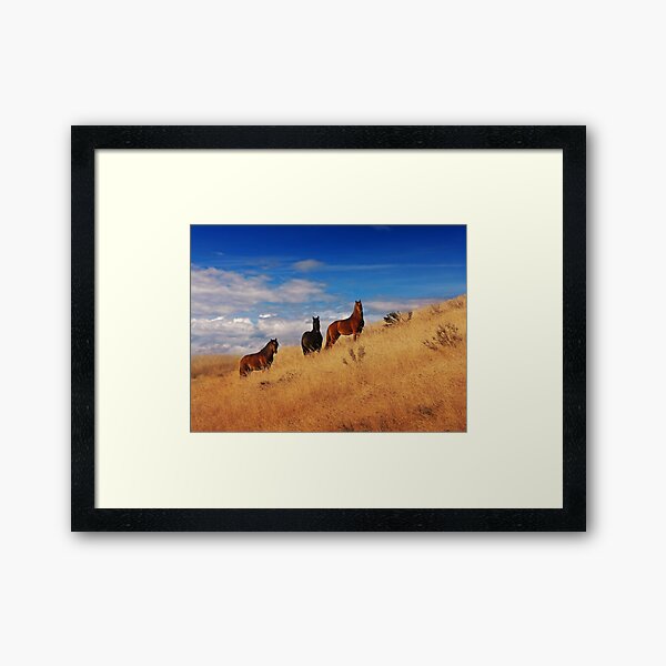 Item preview, Brumbies designed and sold by Raquel O'Neill.