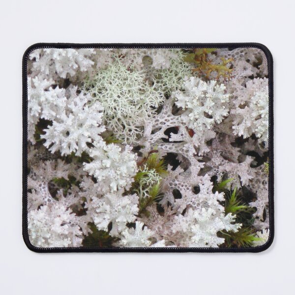 Item preview, Snow Lichen (Cladia retipora) - As delicate as Lace - The Blue Tier, Tasmania. designed and sold by Marilyn Harris.