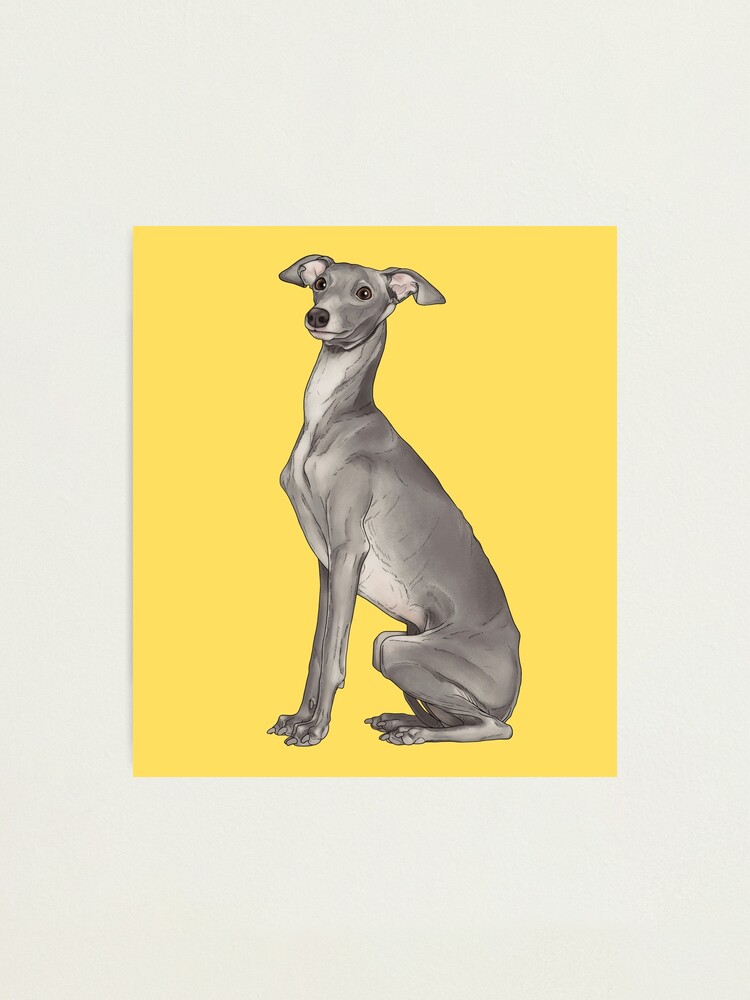 Italian Greyhound T-Shirts for Sale - Fine Art America