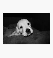 puppies... Photographic Print