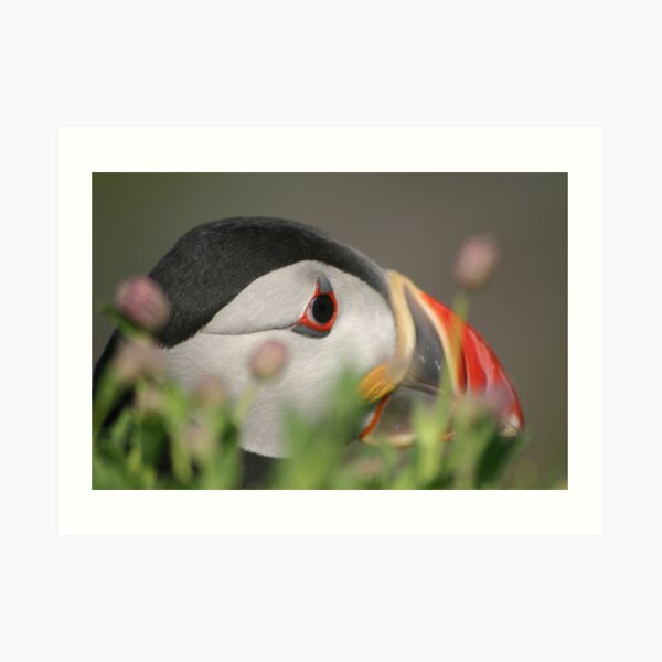 Puffin Art Print