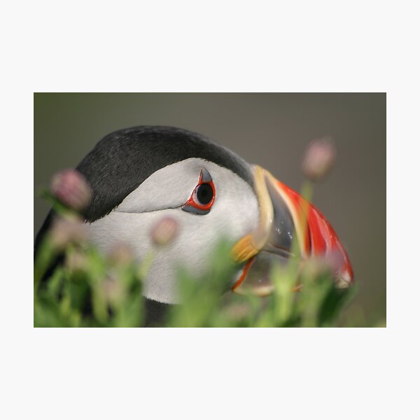 Puffin Photographic Print