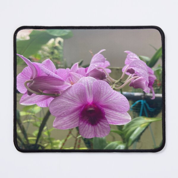Item preview, Cooktown Orchid - Dendrobium bigibbum designed and sold by Capture Room.
