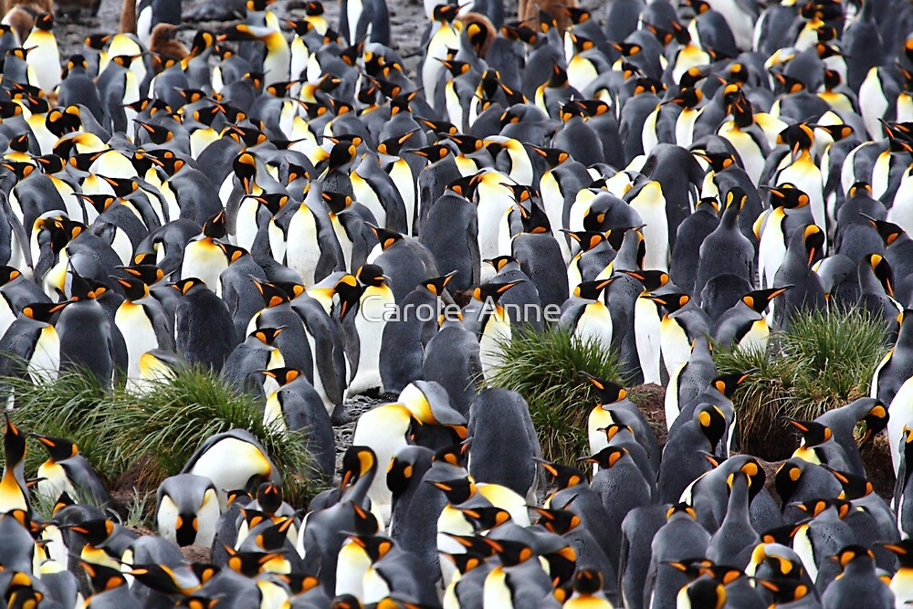 "King Penguin Rookery" by Carole-Anne | Redbubble